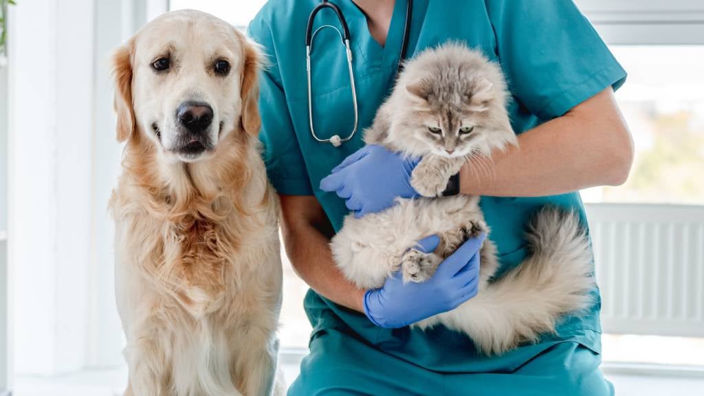 A vet holds a fluffy cat and a dog sits next to them