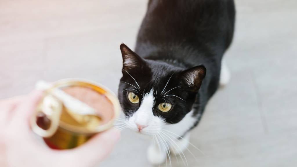 Cat looks at tinned wet food their pet-parent is holding