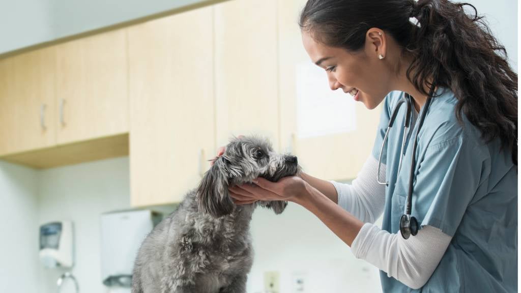 A smiling vet examines a dog