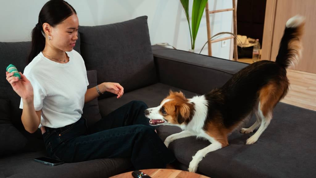 : Excited dog stands on a sofa that his owner is sitting, ready to fetch a ball