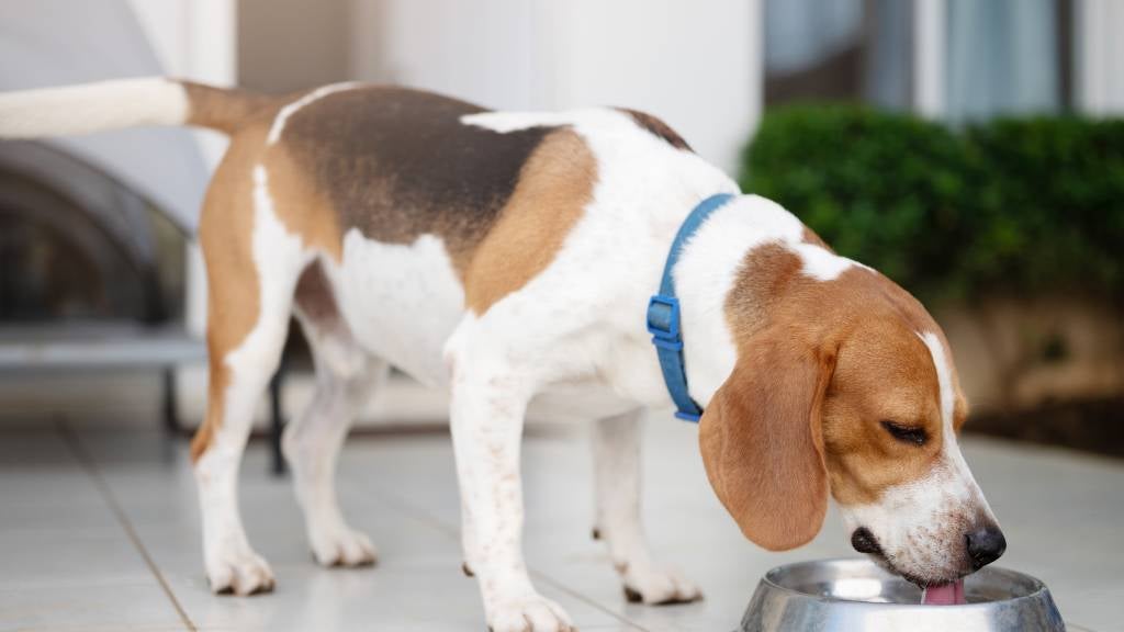 A Beagle drinks water from a dog bowl
