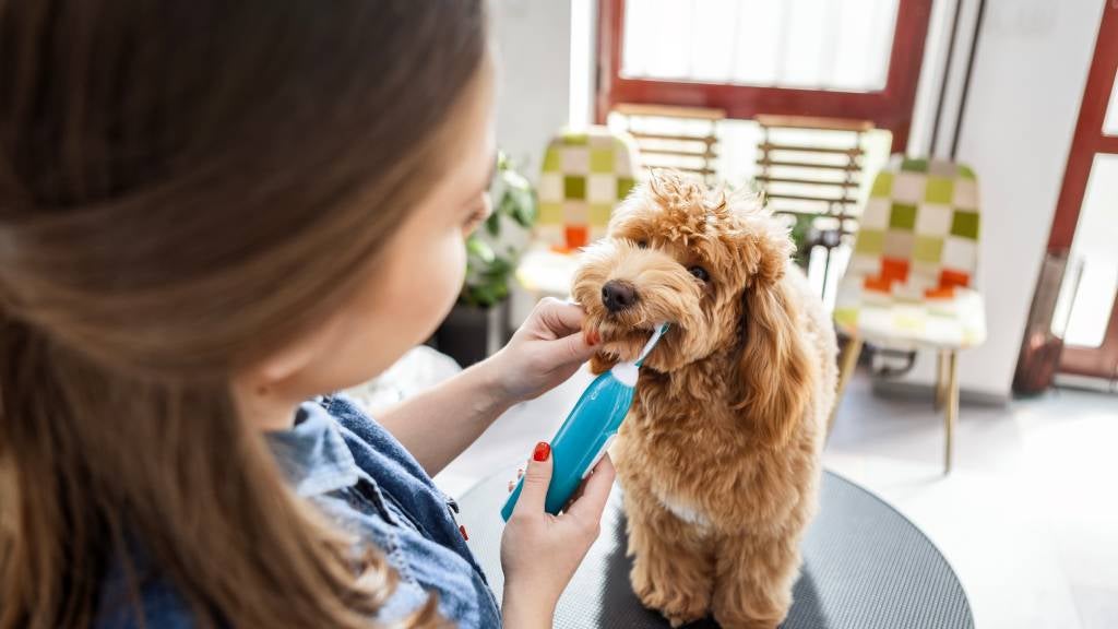 A woman brushes her dog’s teeth