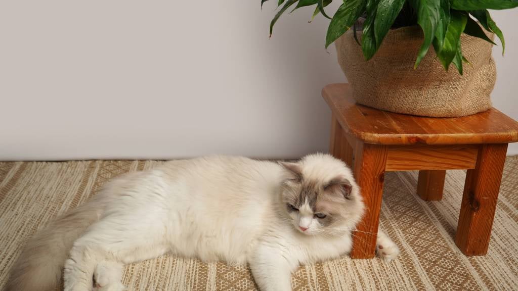 A fluffy white cat sits on a rug next to a pot plant