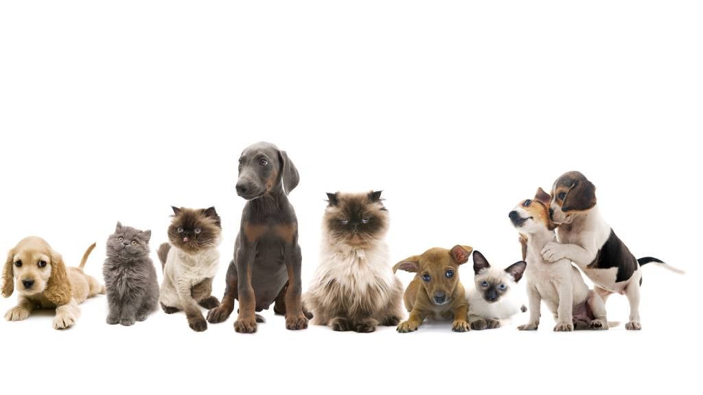 Different breeds of cats and dogs sit next to each other in a neat row