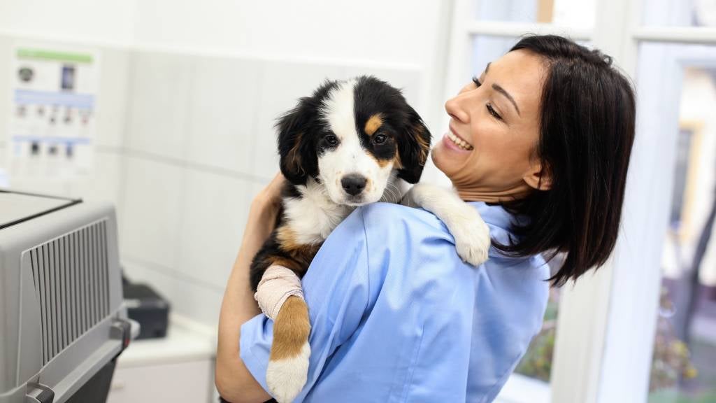 A smiling vet holds a Bernese Mountain puppy with a bandaged paw