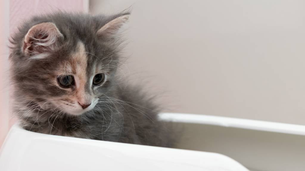 A small kitten sits in a litter tray
