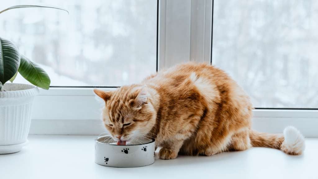 Orange cat drinking water from their bowl