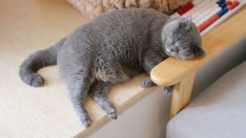 An obese British shorthair cat lounges with his head resting on a chair armrest 