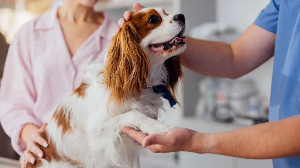 Cavalier King Charles Spaniel being assessed by Veterinarian