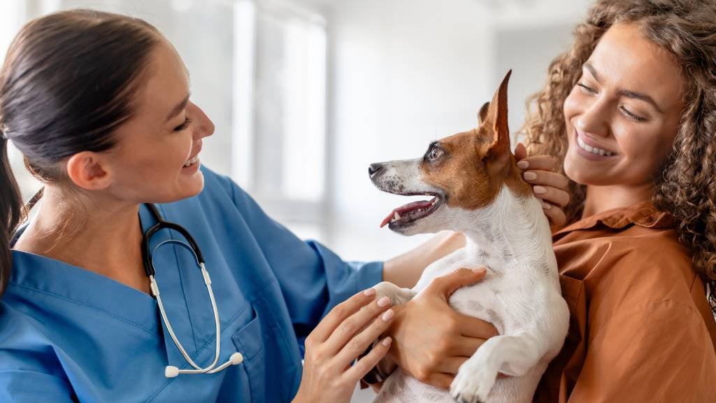 A smiling woman holds her dog up to a vet who pets him