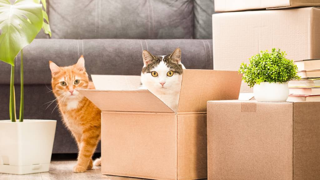 A black and white cat sits in a box while a ginger cat stands next to him