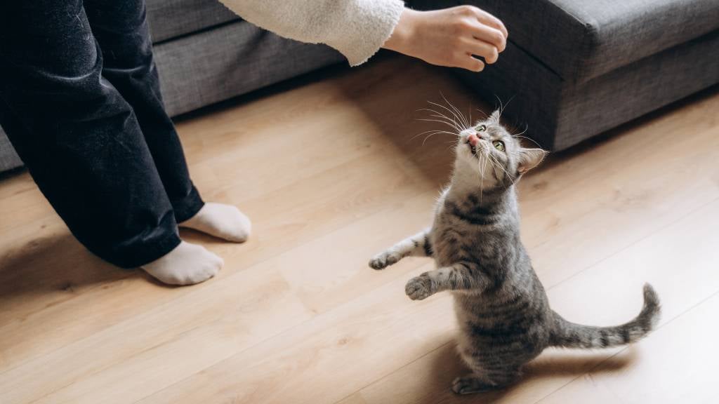 A woman rewards her cat with a treat