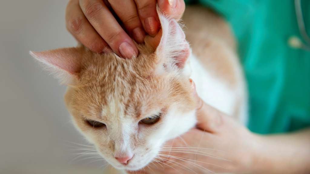 Vet checking cats ear for sings of lumps and bumps