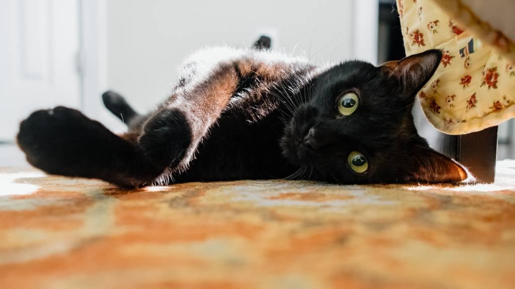 Relaxed black cat lying on a rug in a patch of sun
