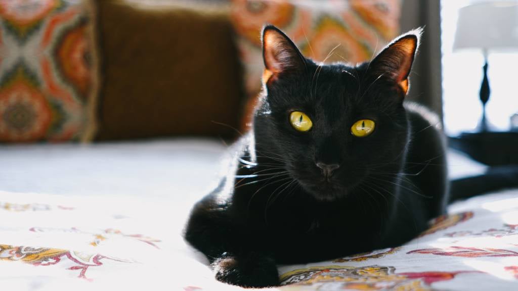 Black cat with bright yellow eyes sits on a bed