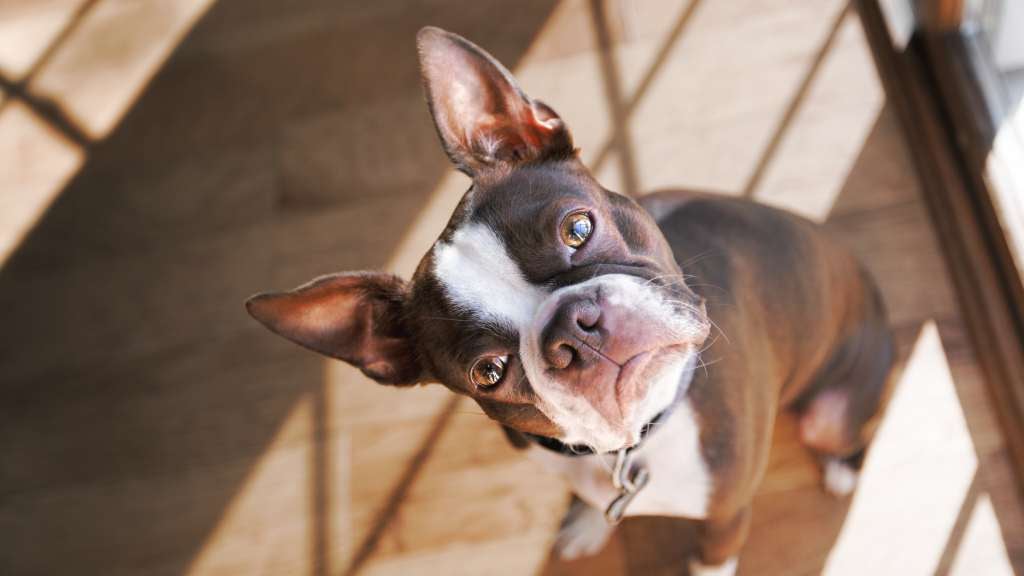 Boston Terrier with its head tilted 