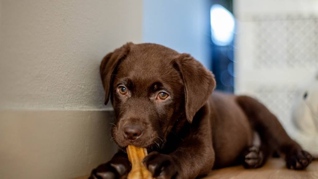 A chocolate coloured Labrador puppy sits with a bone in his mouth