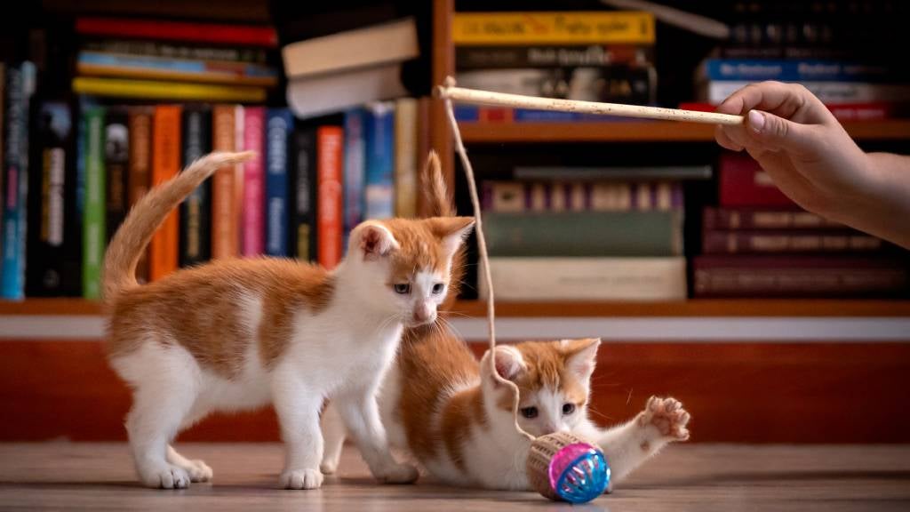 Two orange cats play with a string toy their pet parent is holding