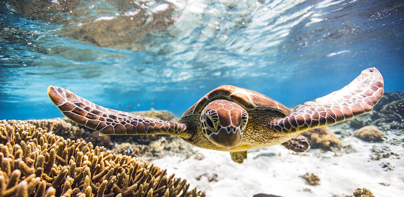 Green Sea Turtle swimming over coral