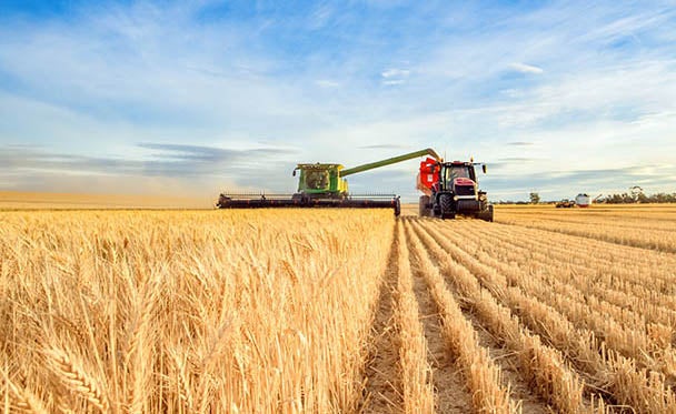 Harvesting golden wheat