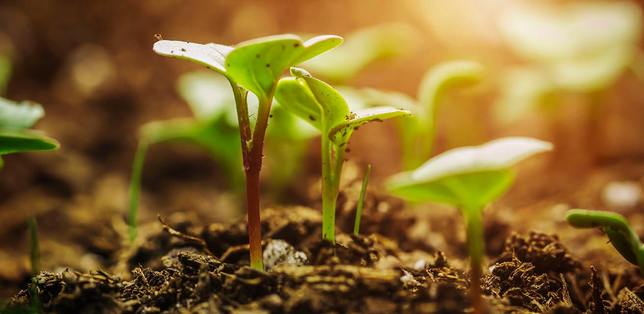 Shoots growing in the earth