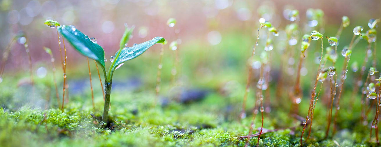 Green leaf sprouting from moss