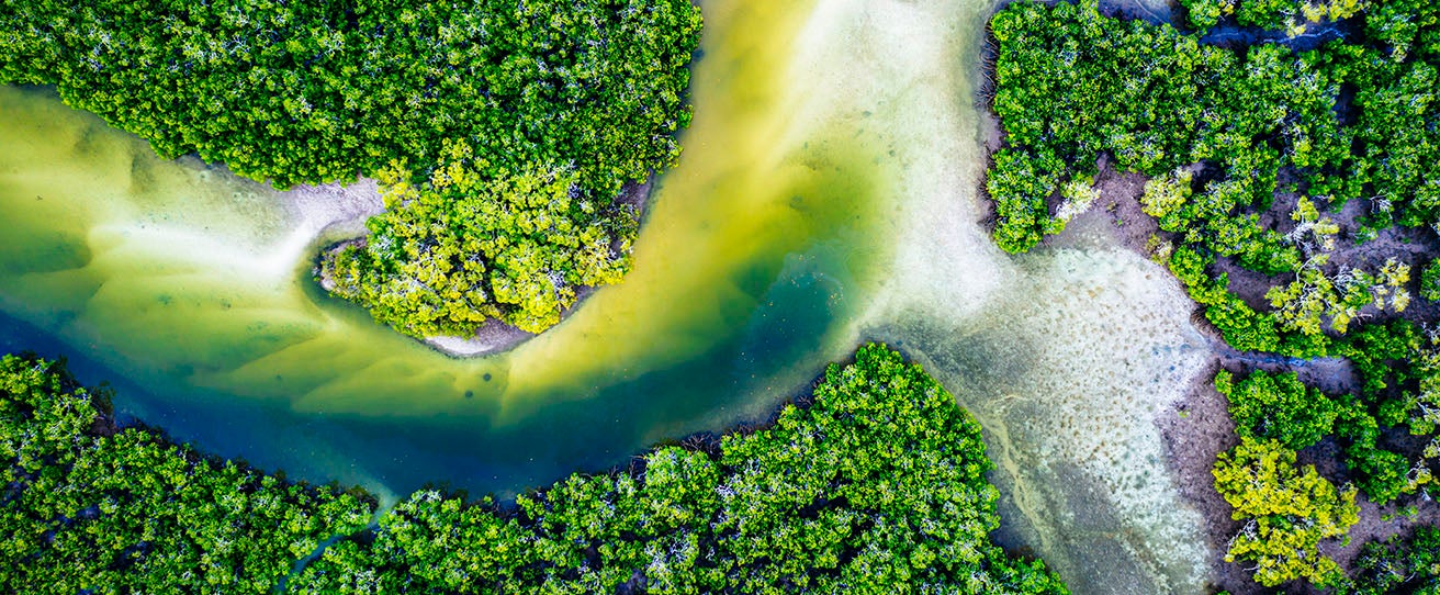 Mangroves