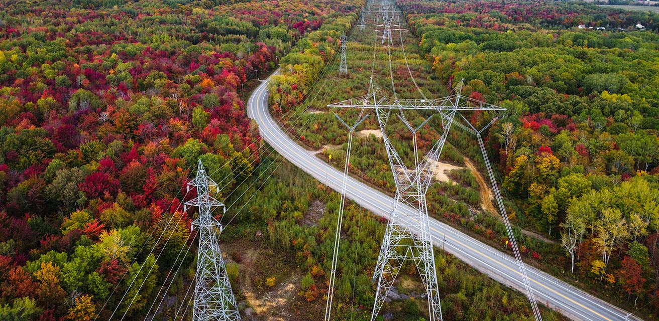 Electricity pylons running through a forest