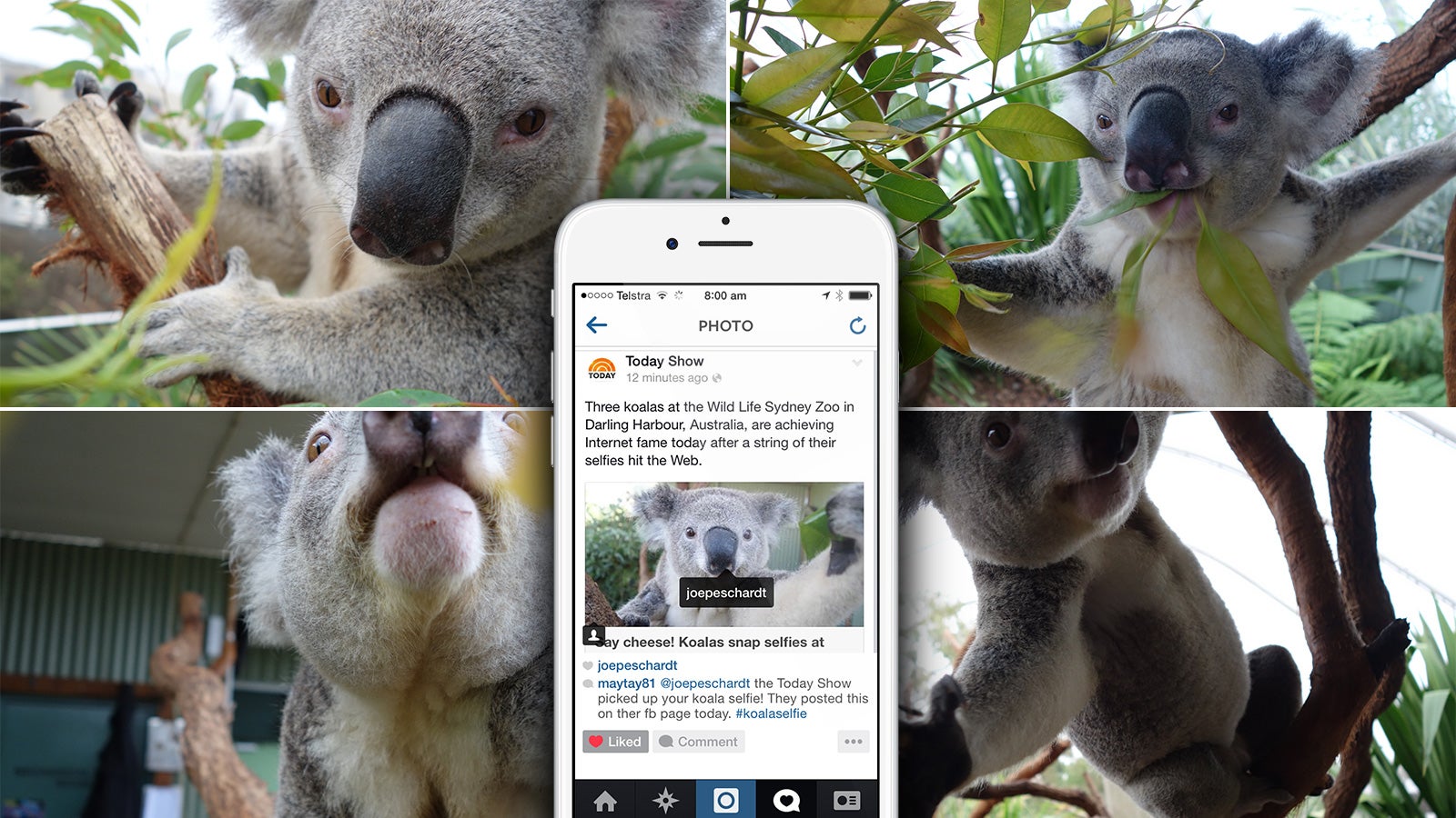 Sony | The US Today Show instagram post about the Koala Selfie campaign | Devotion