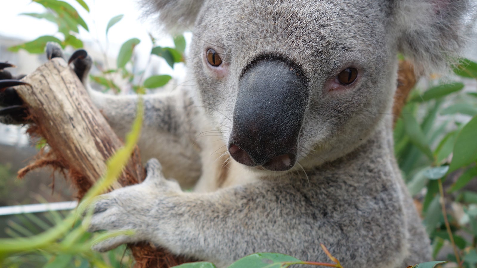 Sony | One of the cute koala selfies | Devotion