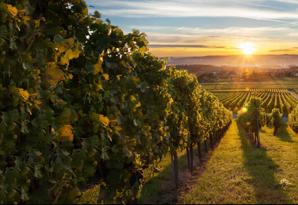 Wine Selectors | vineyard at sunset | Devotion