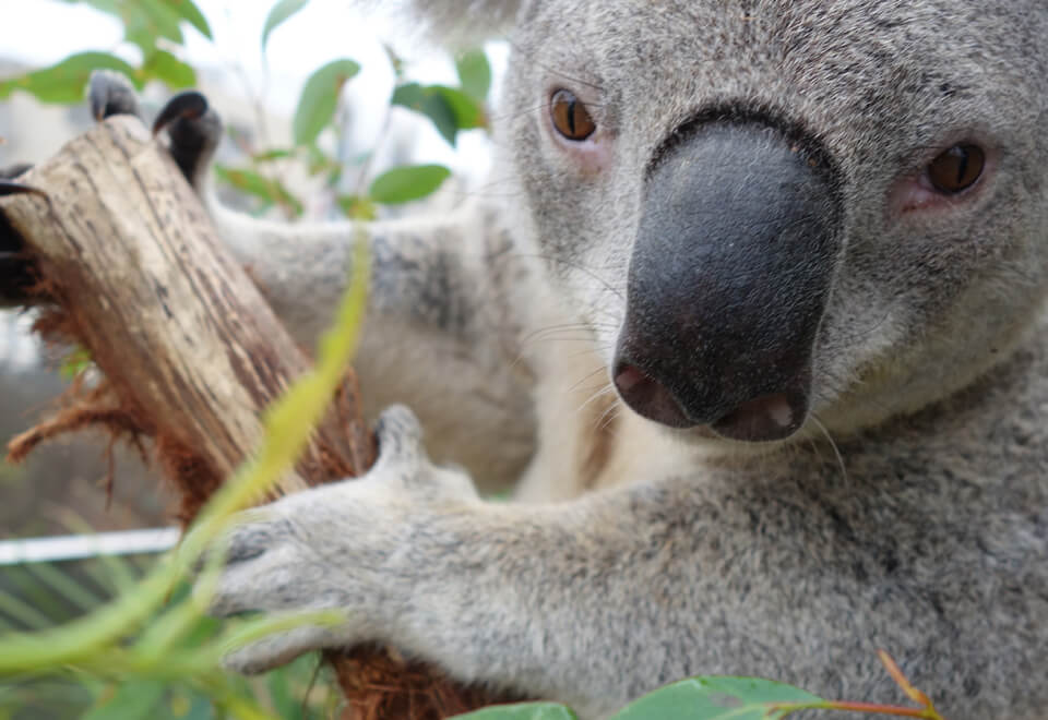 Sony | koala selfie | Devotion