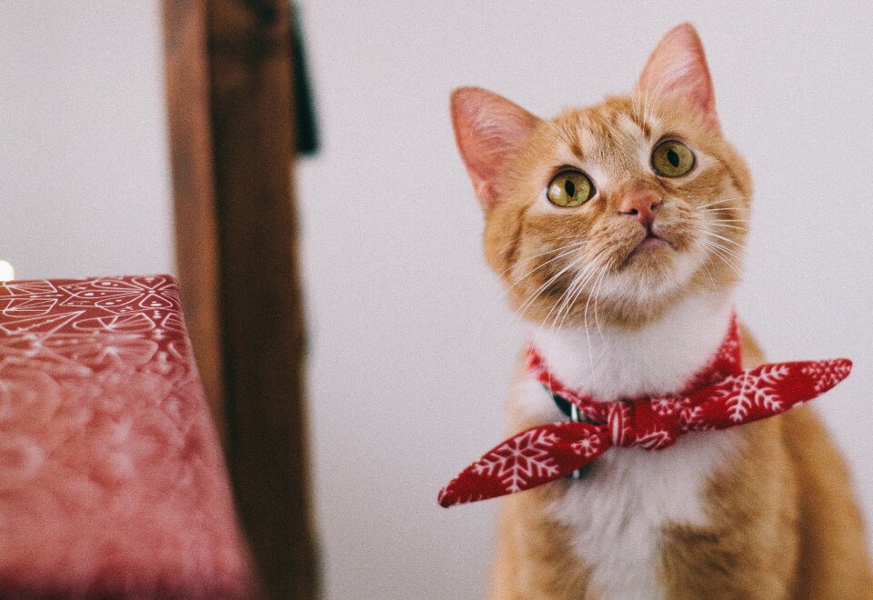 Fusst Cat | cat with red bandanna looking upwards | Devotion