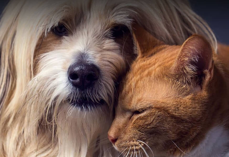 Real Pet Food Company | dog and cat resting on each other | Devotion